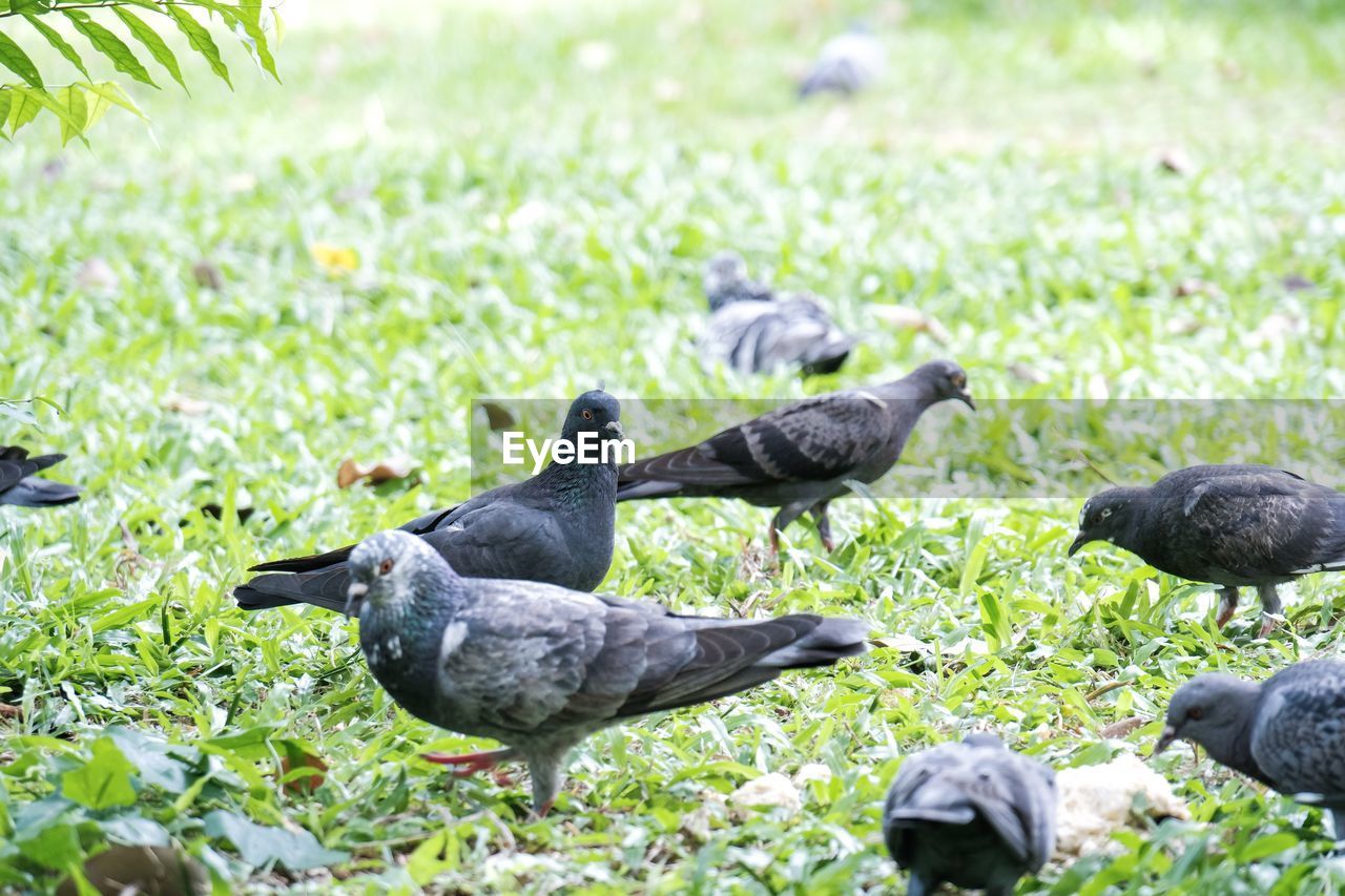 Pigeons on a field