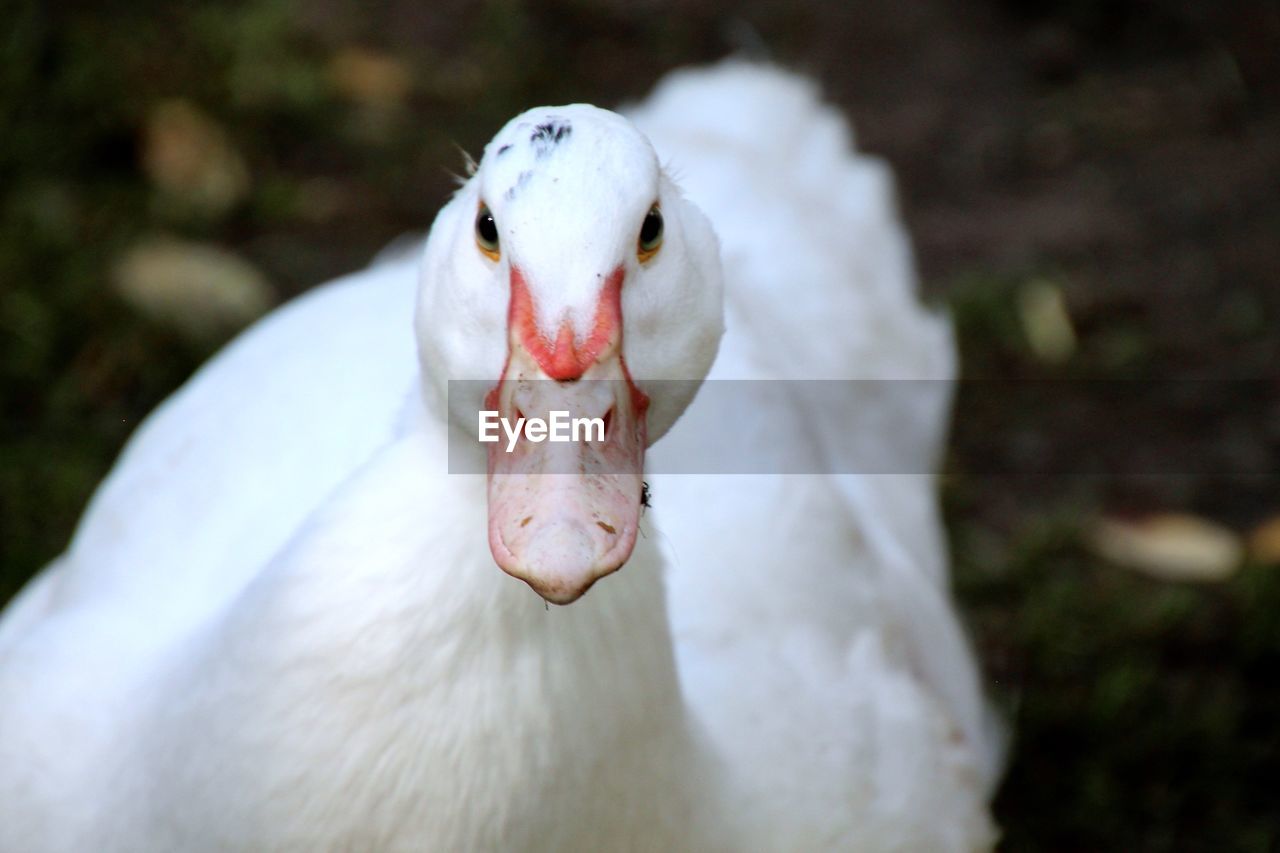 Close-up of white duck