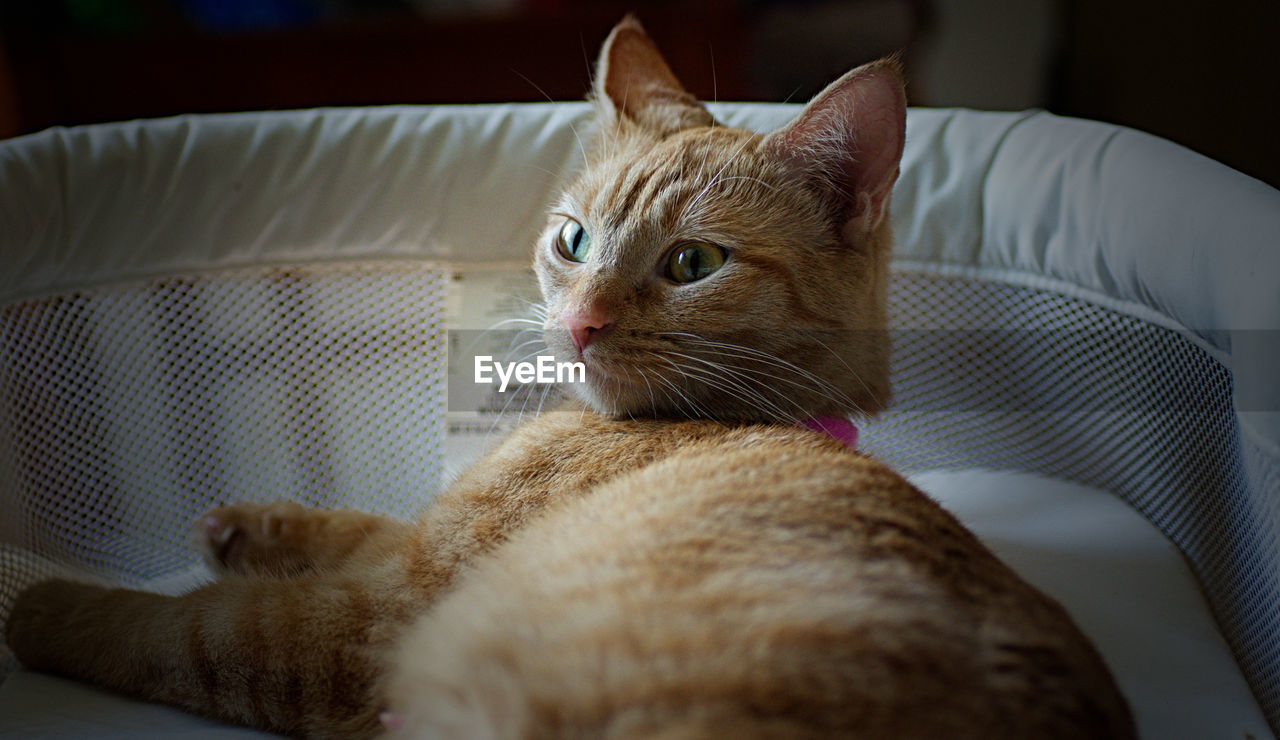 CLOSE-UP OF CAT LOOKING AWAY WHILE SITTING ON SOFA