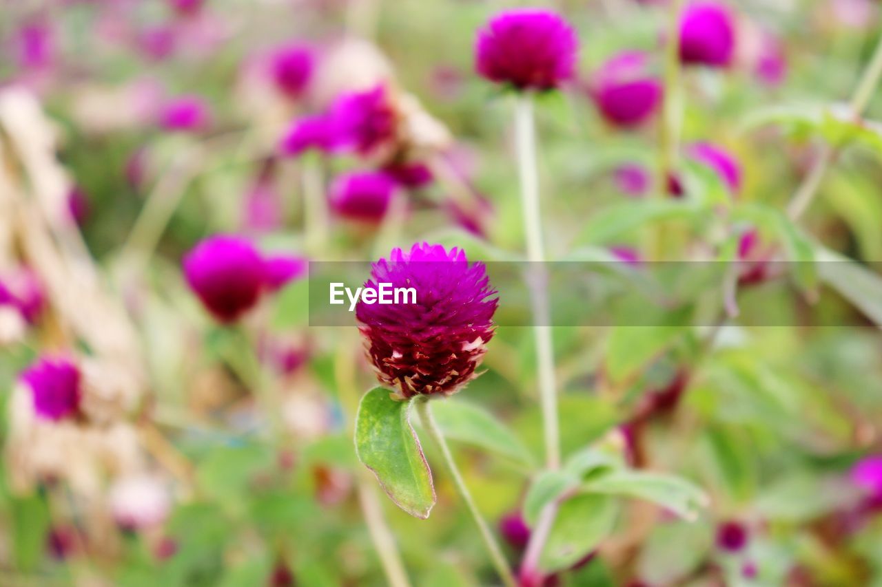 CLOSE-UP OF PINK FLOWER