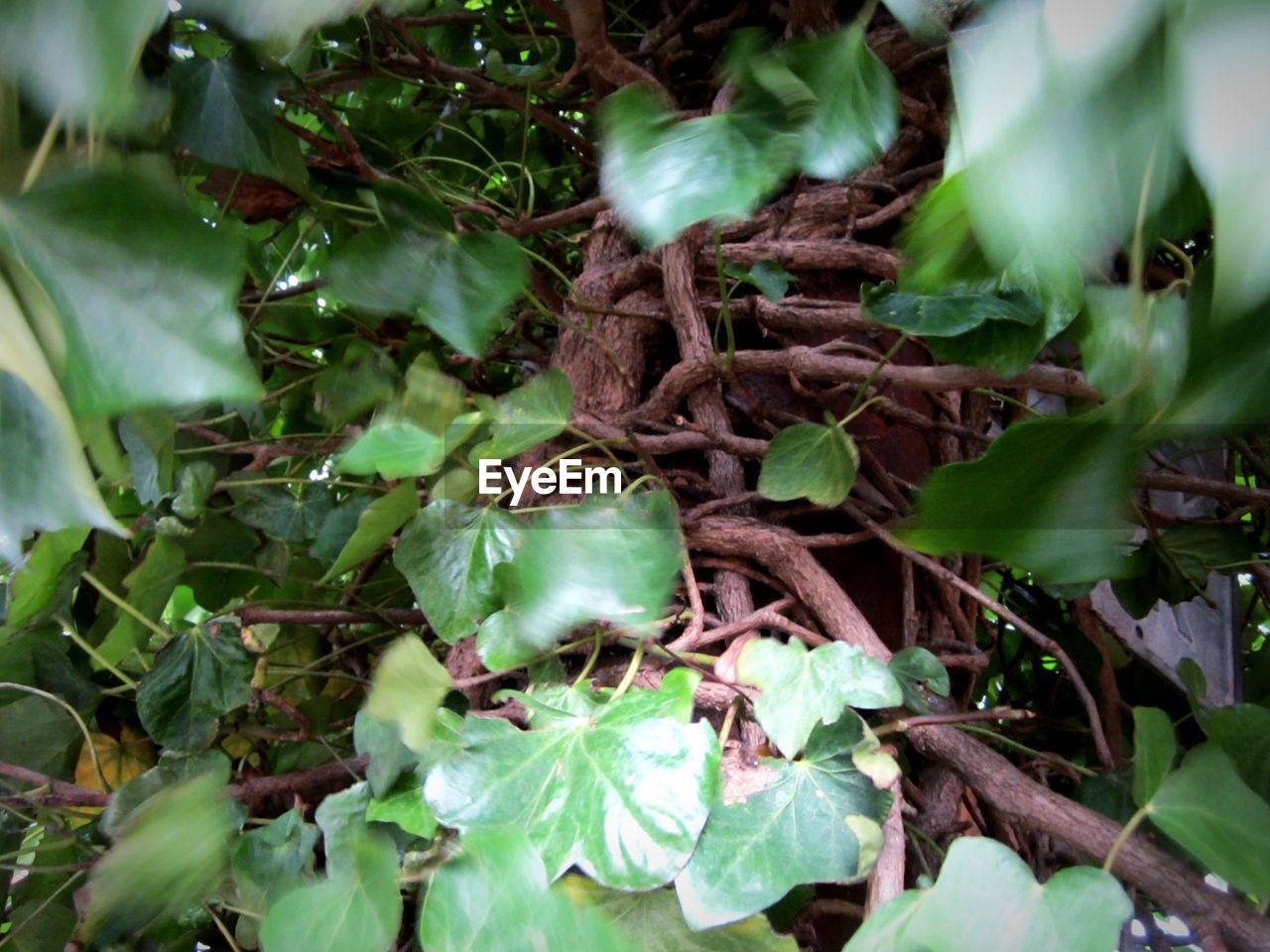 Close-up of leaves