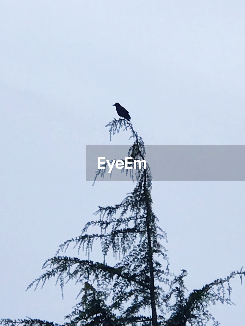 LOW ANGLE VIEW OF BIRD PERCHING ON TREE AGAINST SKY