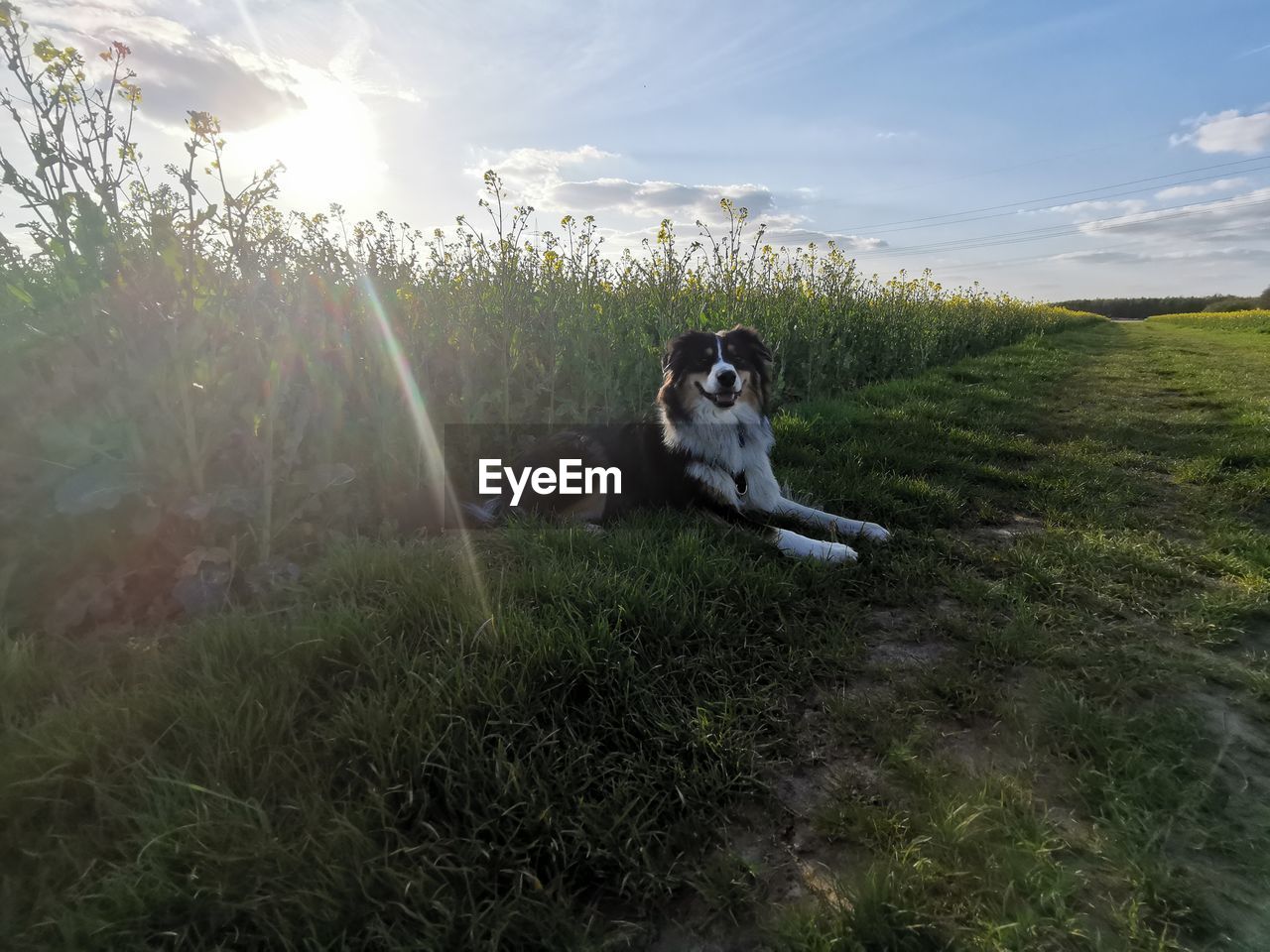 VIEW OF DOG ON FIELD