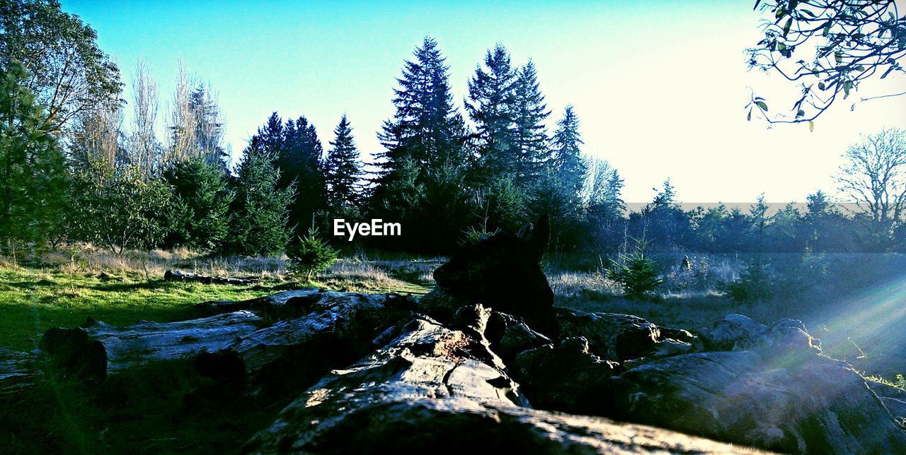 Trees on countryside landscape