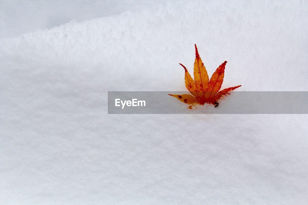 Close-up of maple leaf on snow