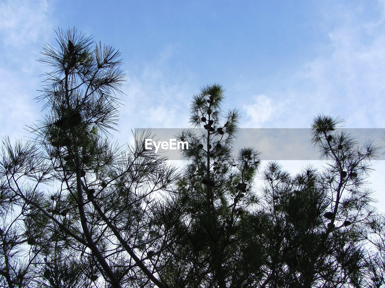 CLOSE-UP LOW ANGLE VIEW OF SILHOUETTE TREES AGAINST SKY