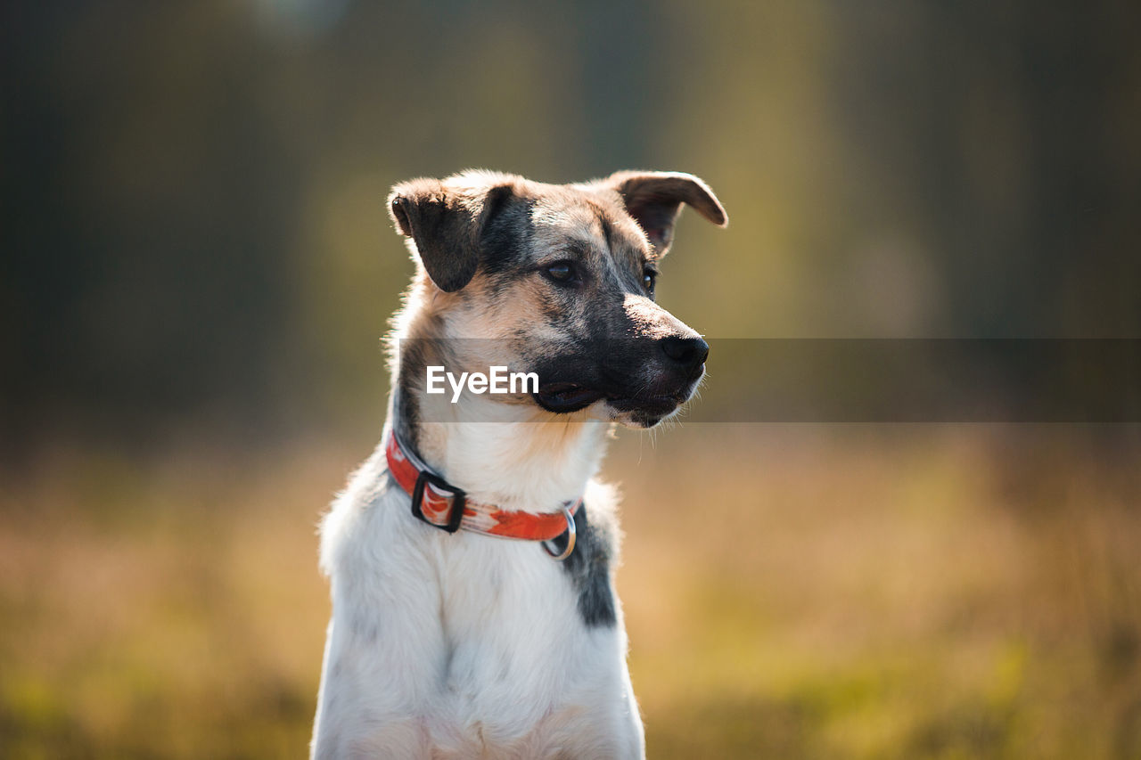 CLOSE-UP OF A DOG LOOKING AWAY OUTDOORS