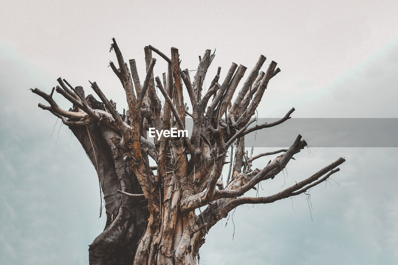 Low angle view of bare tree against sky