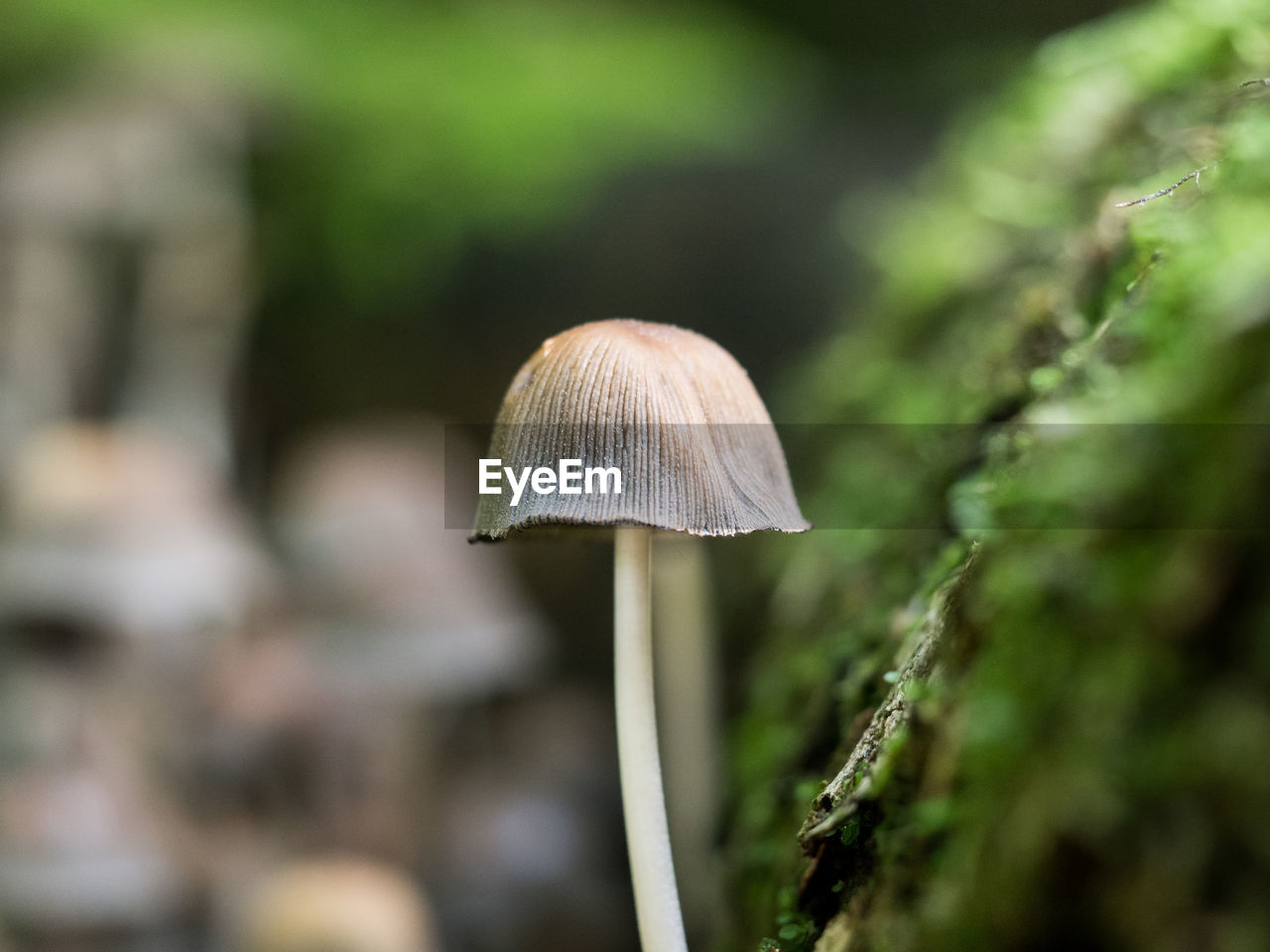 Close-up of mushroom growing on plant