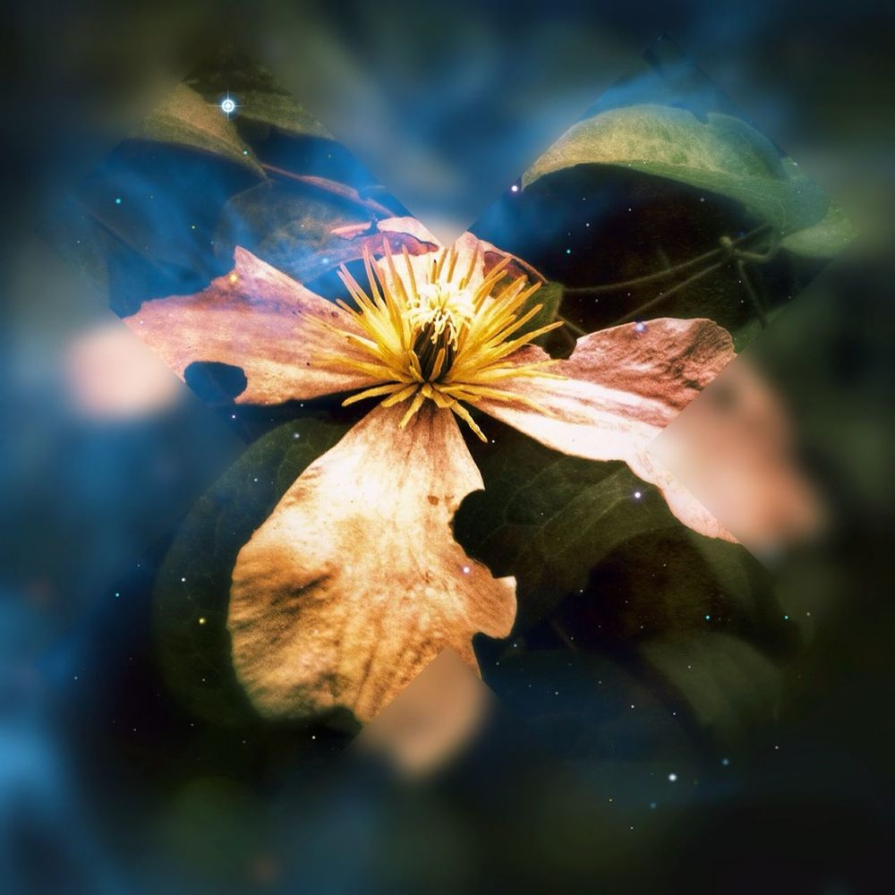 CLOSE-UP OF PINK FLOWERS BLOOMING IN POND