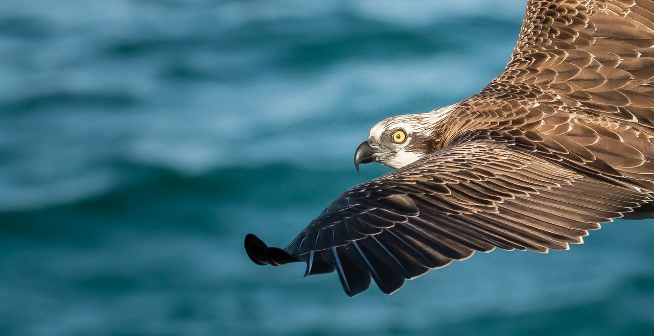 Close-up of bird flying in air