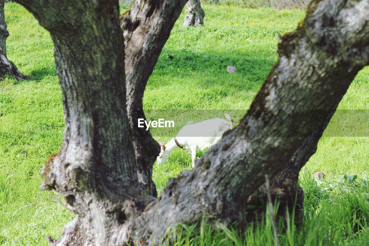 VIEW OF TREE TRUNK