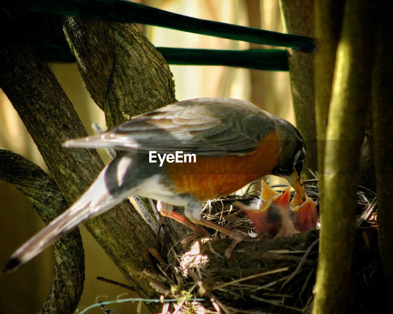 CLOSE-UP OF BIRDS PERCHING ON TREE