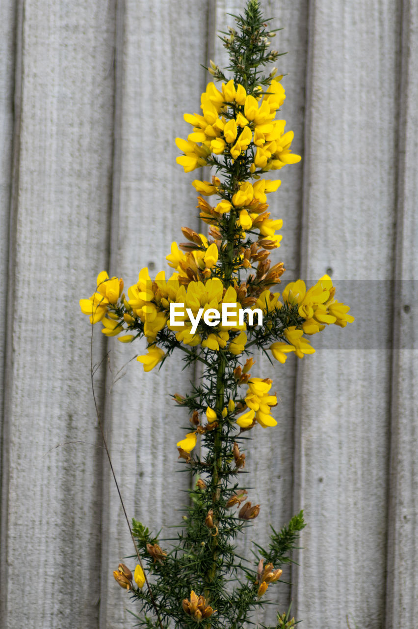 CLOSE-UP OF YELLOW FLOWERING PLANT BY FENCE