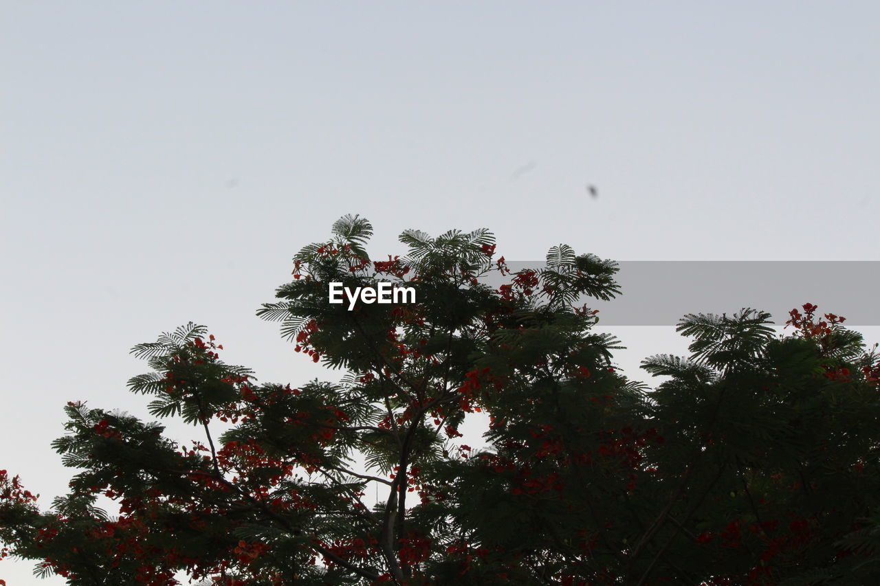 LOW ANGLE VIEW OF SILHOUETTE TREE AGAINST SKY