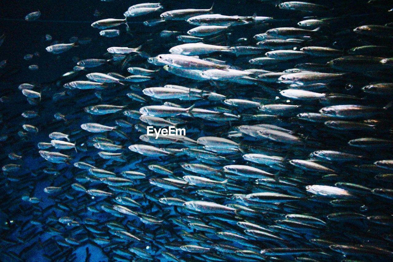 FISH IN SEA