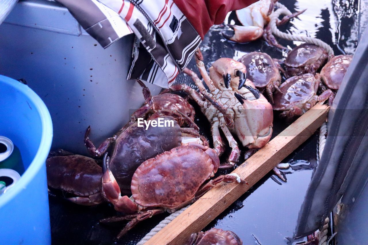 Crabs crabfishing boat norway