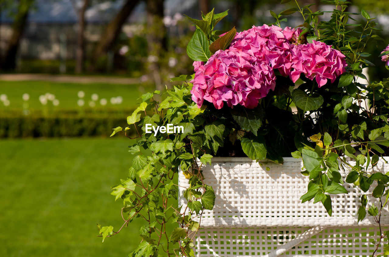 CLOSE-UP OF FRESH PINK FLOWERS IN BLOOM