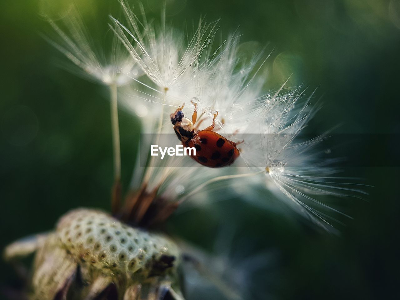 Close-up of ladybug on plant