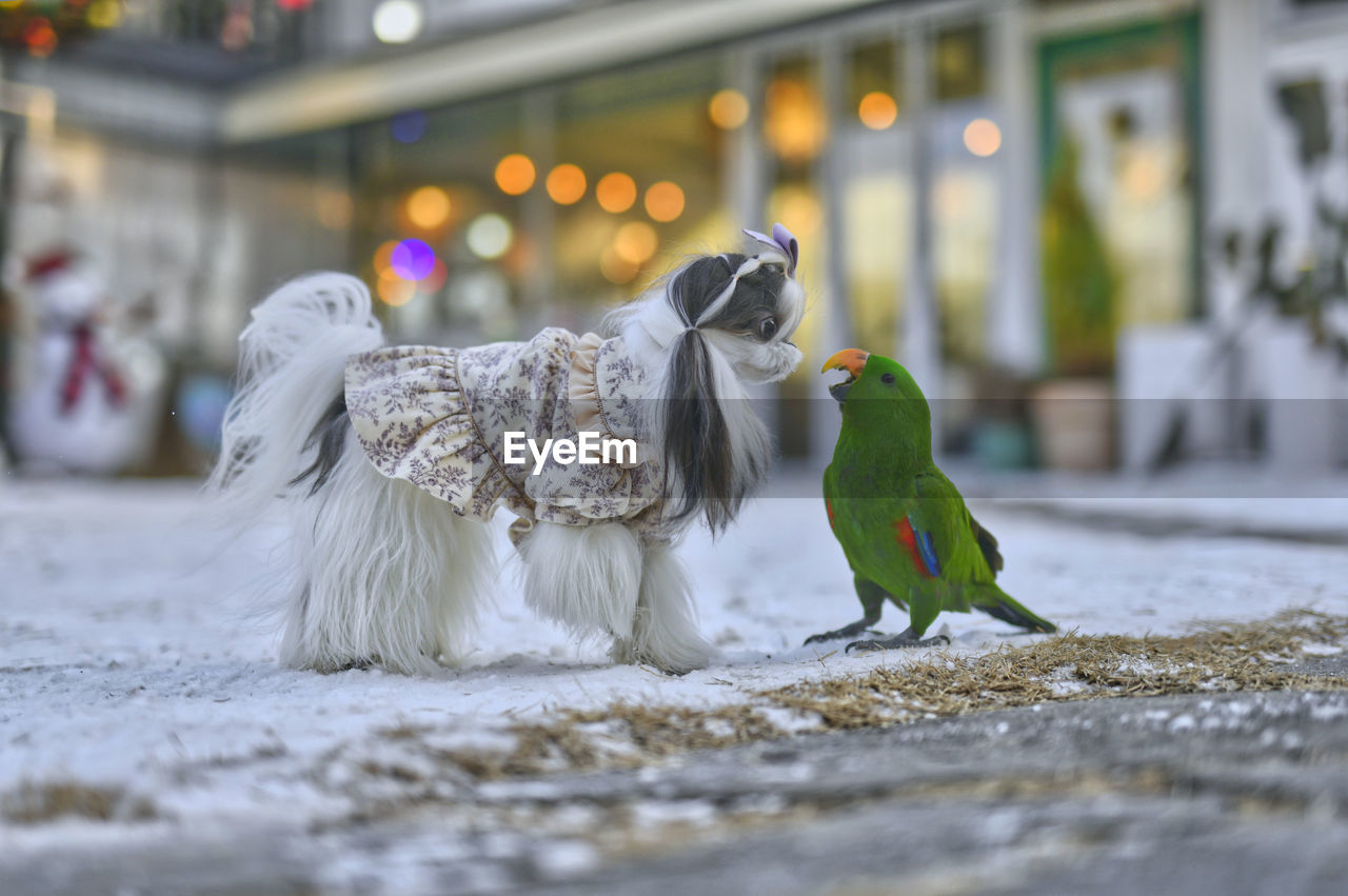 Close-up of dog on snow