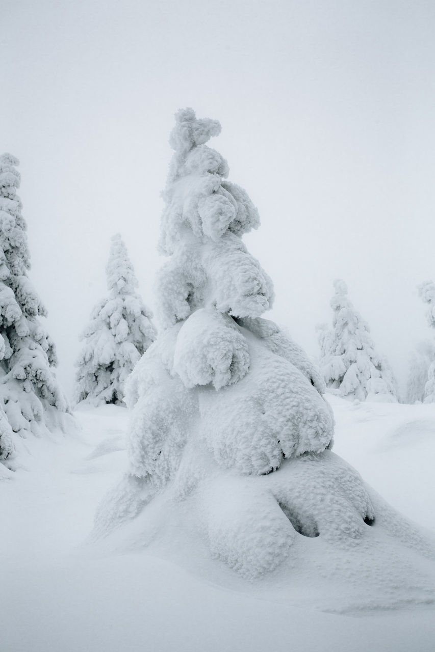Snow covered fir against sky