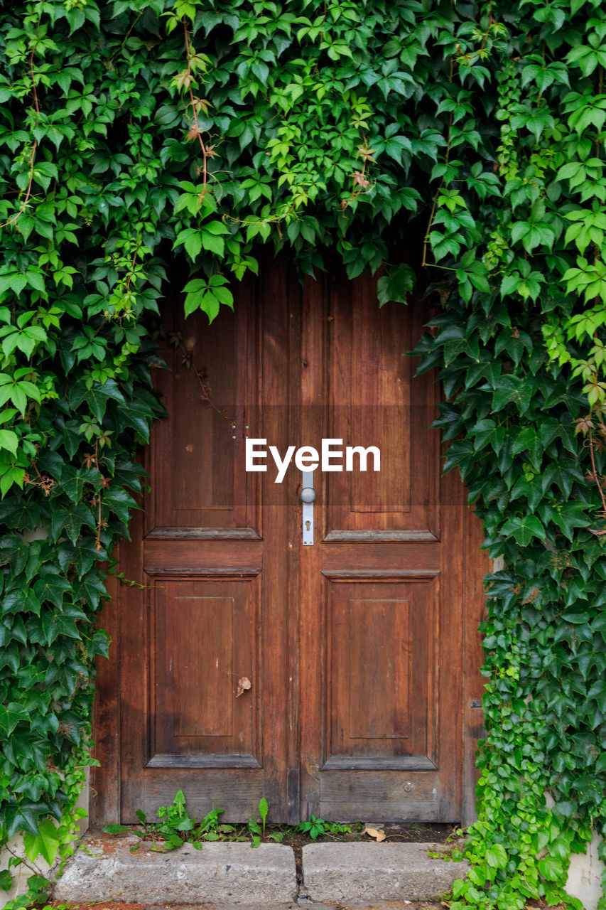 Closed wooden door amidst creeper plants