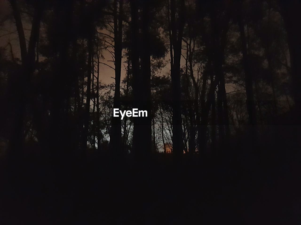 SILHOUETTE TREES AGAINST SKY AT DUSK