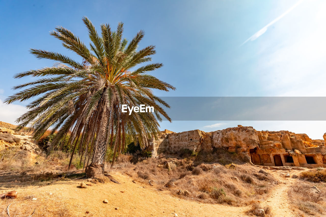 VIEW OF PALM TREES IN DESERT