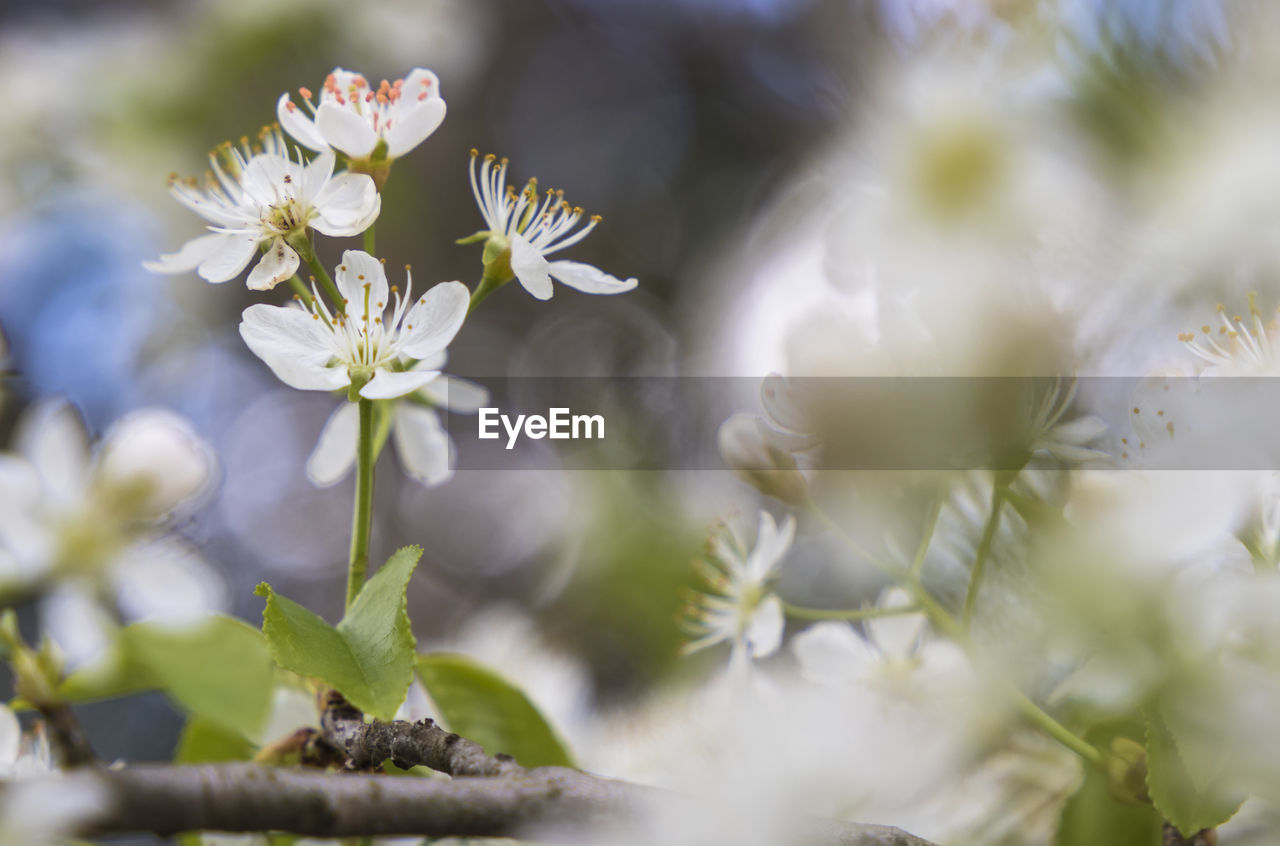 Close-up of flowers growing on tree