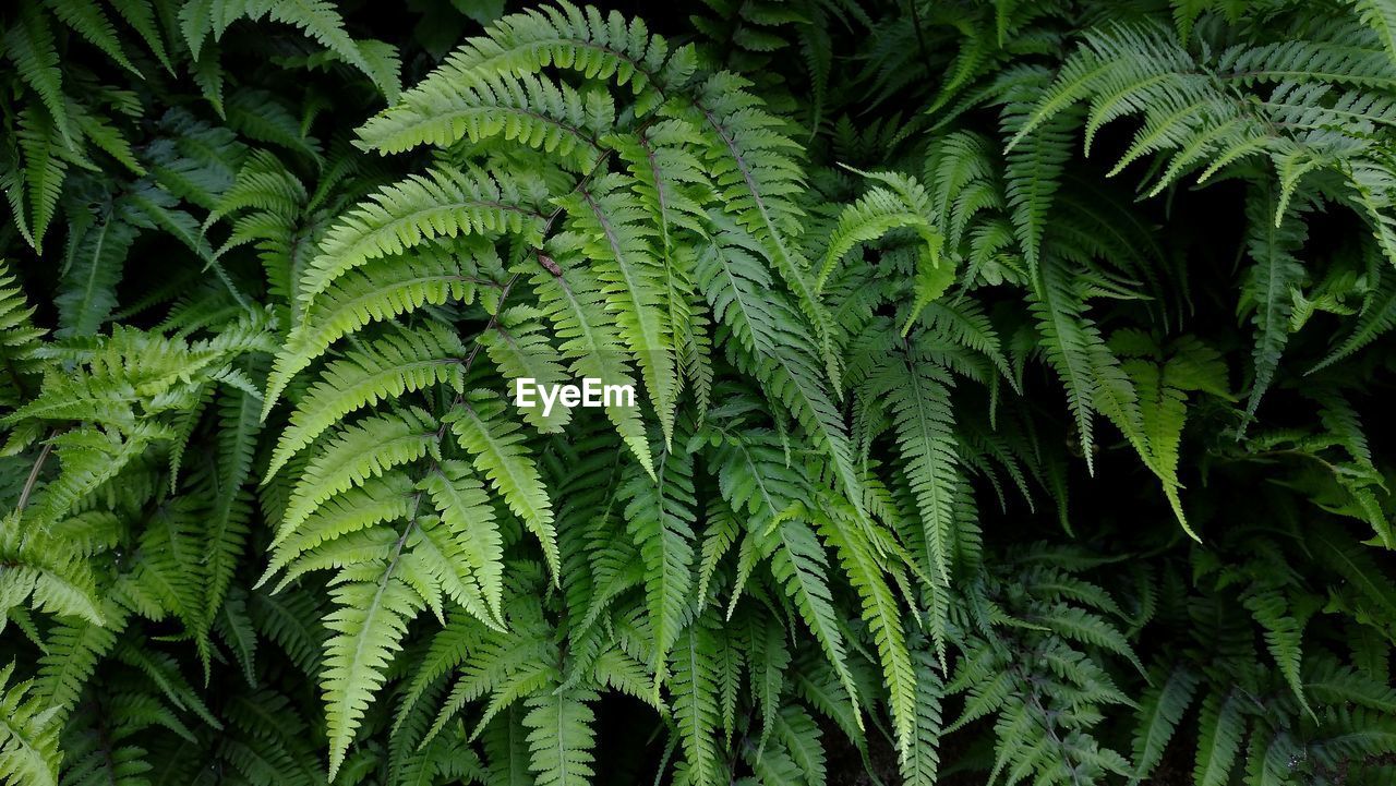 Full frame shot of fresh green leaves