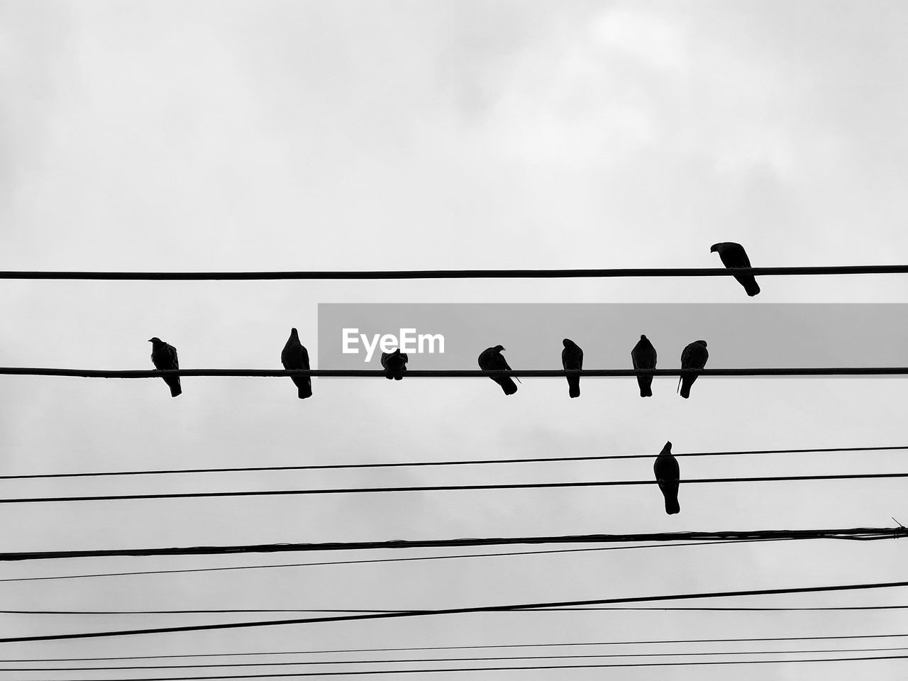 Low angle view of birds perching on cable against sky