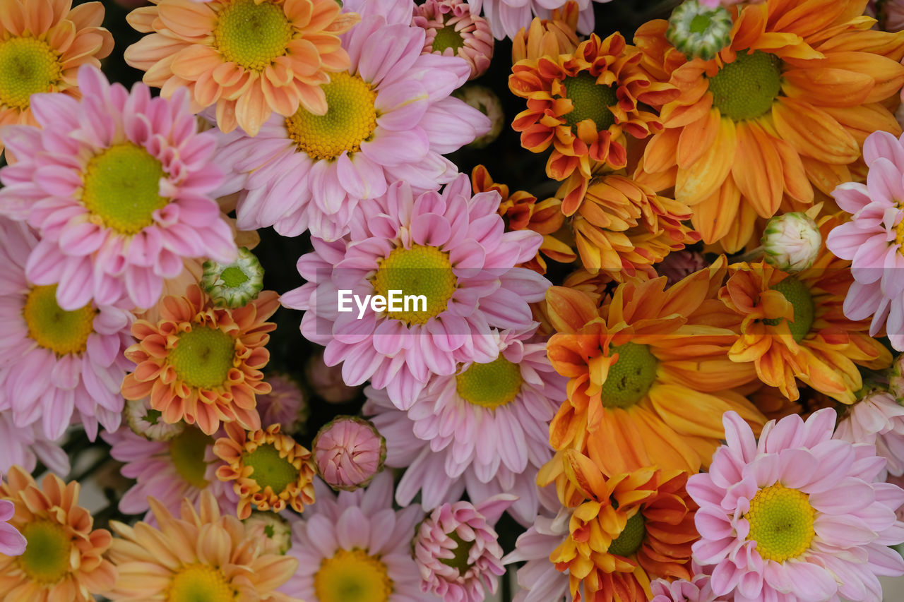 HIGH ANGLE VIEW OF MULTI COLORED FLOWERS ON PLANT