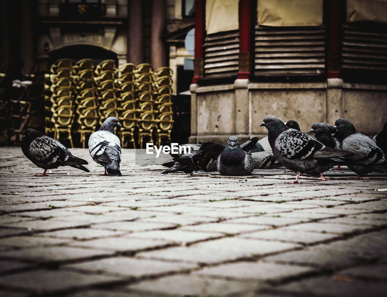 Pigeons perching on floor