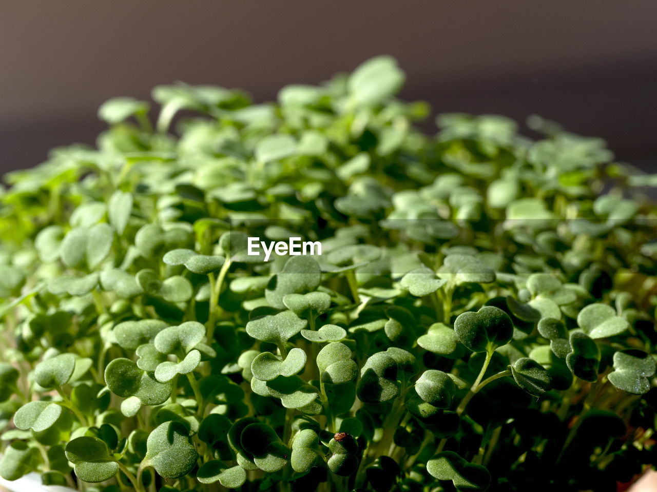 CLOSE-UP OF FRESH GREEN PLANTS