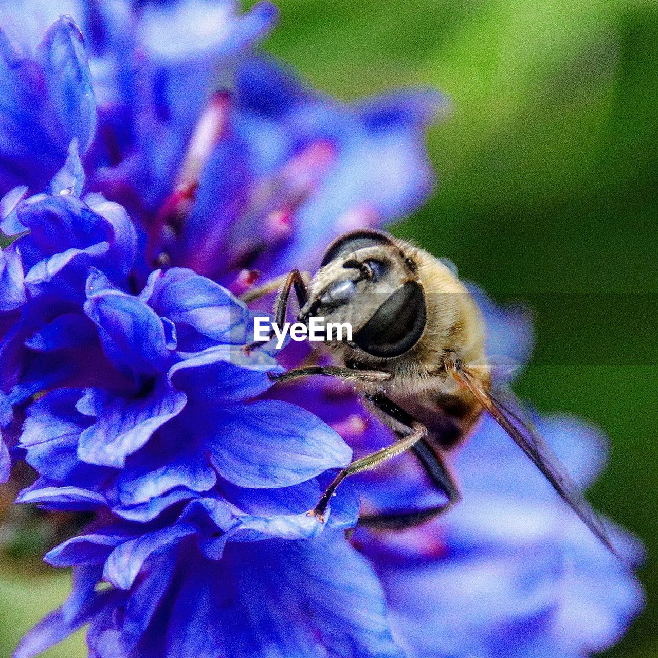 CLOSE-UP OF BUG ON FLOWER