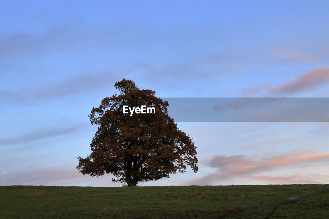 Tree in field against sky