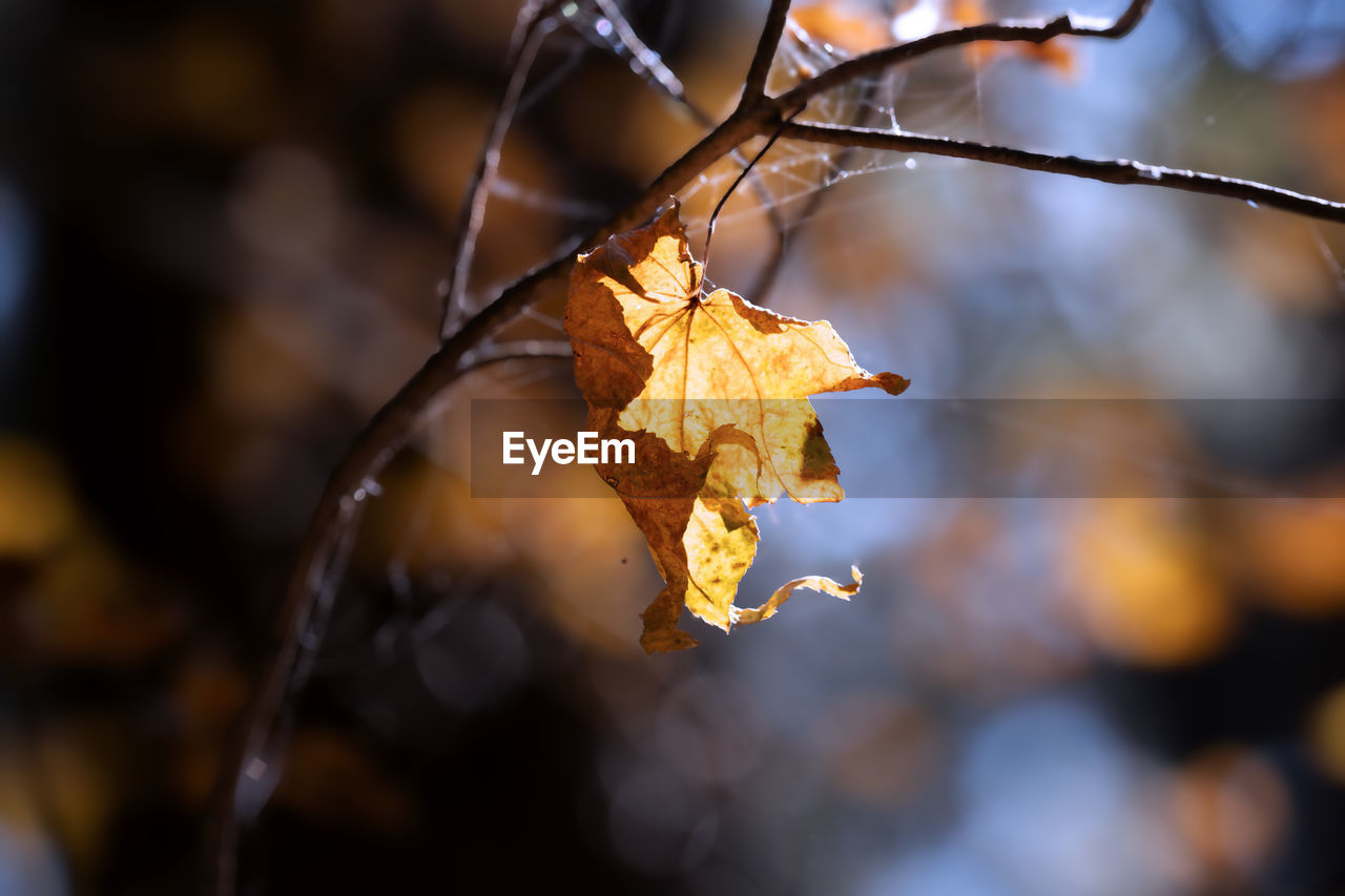 leaf, autumn, plant part, branch, nature, tree, dry, focus on foreground, plant, close-up, sunlight, no people, beauty in nature, outdoors, macro photography, twig, fragility, selective focus, tranquility, yellow, day, autumn collection, forest, land, sky, winter, orange color, flower