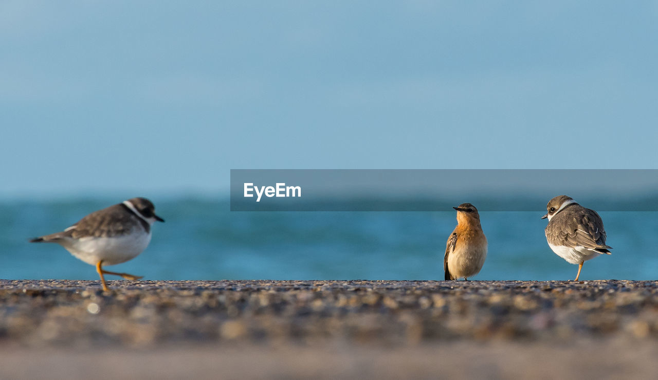 SEAGULL ON A SEA