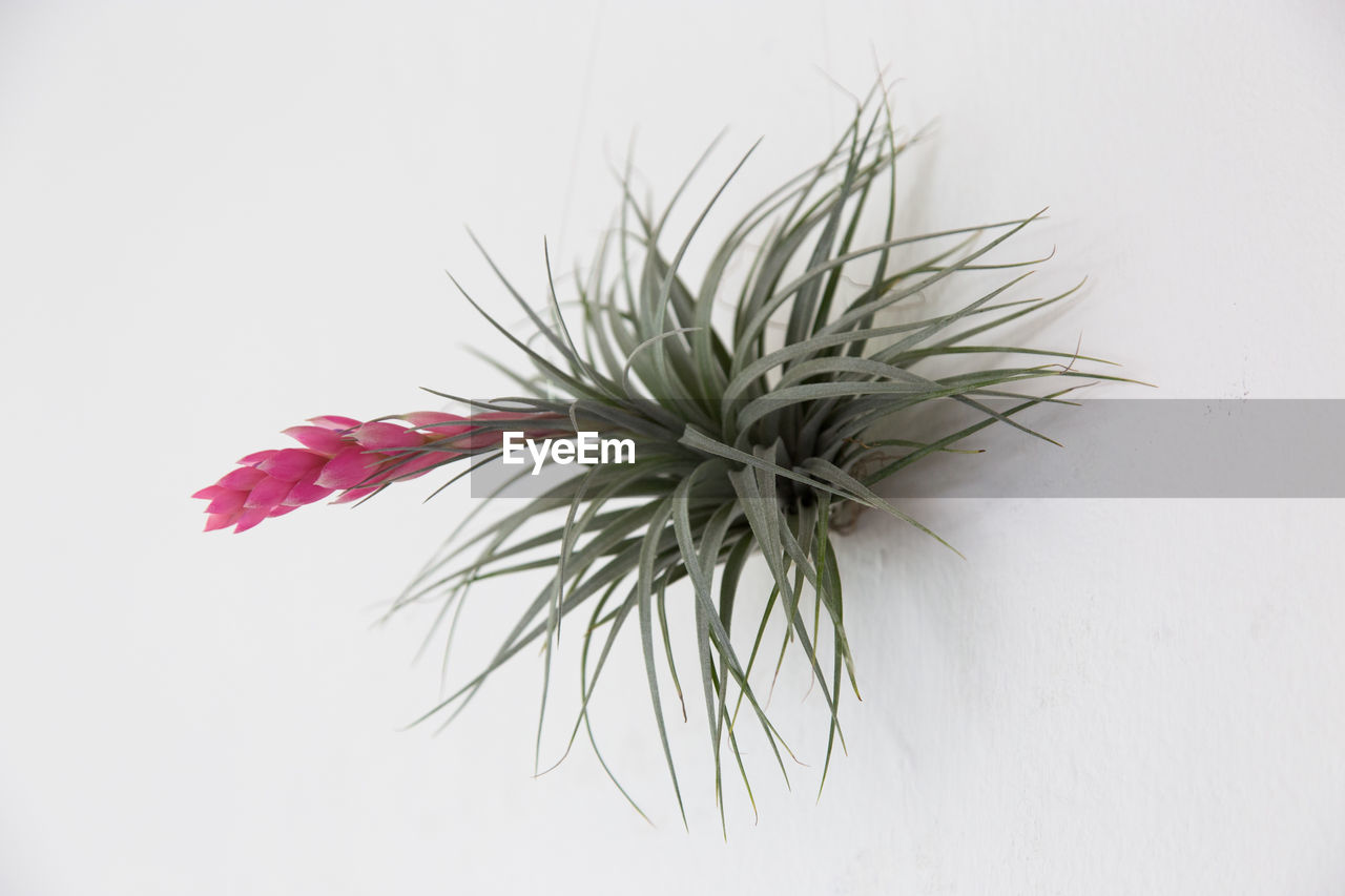 CLOSE-UP OF FLOWER PLANT AGAINST WHITE BACKGROUND