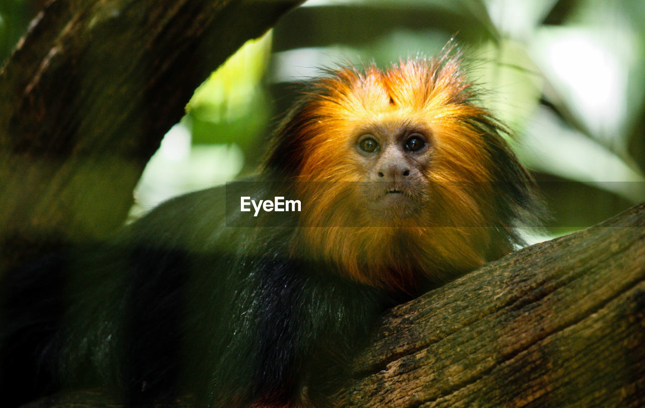 Close-up portrait of tamarin monkey on tree