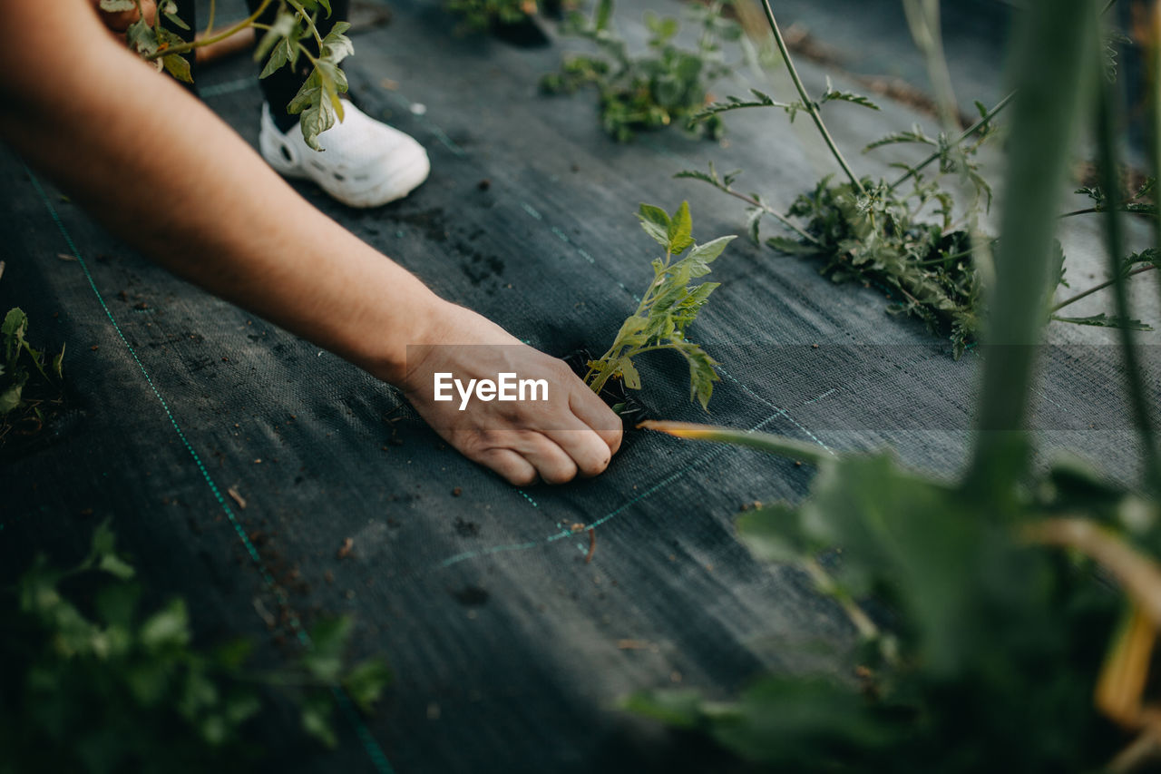 Midsection of person gardening