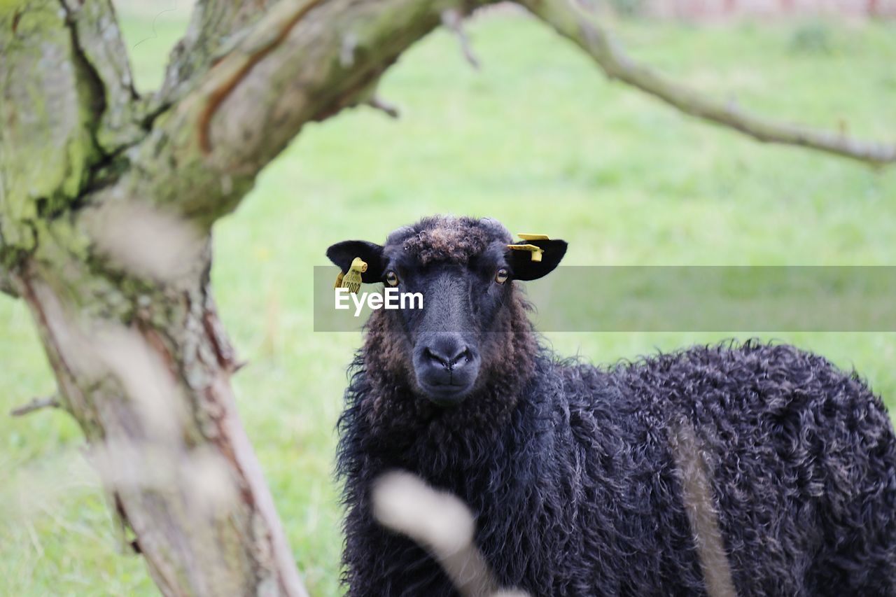 Portrait of a black sheep behind the tree trunk looking at camera 