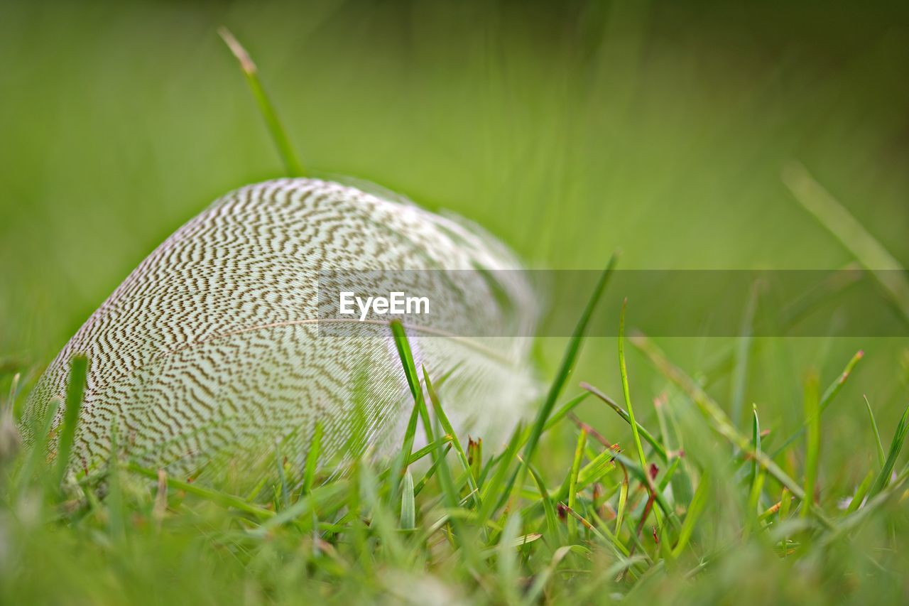 CLOSE-UP OF FEATHER ON FIELD DURING RAINY SEASON