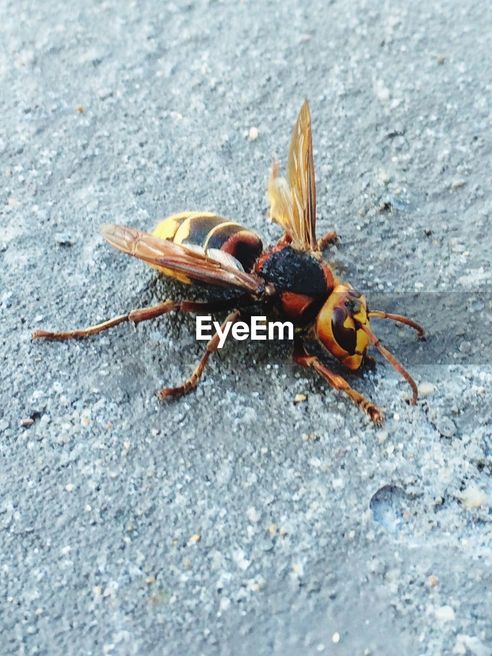 Close-up of hornet on ground