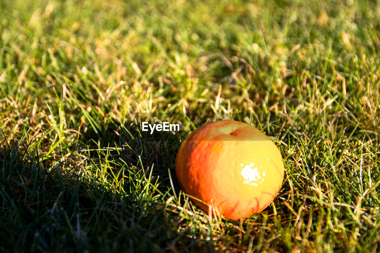 CLOSE-UP OF APPLE ON GRASS