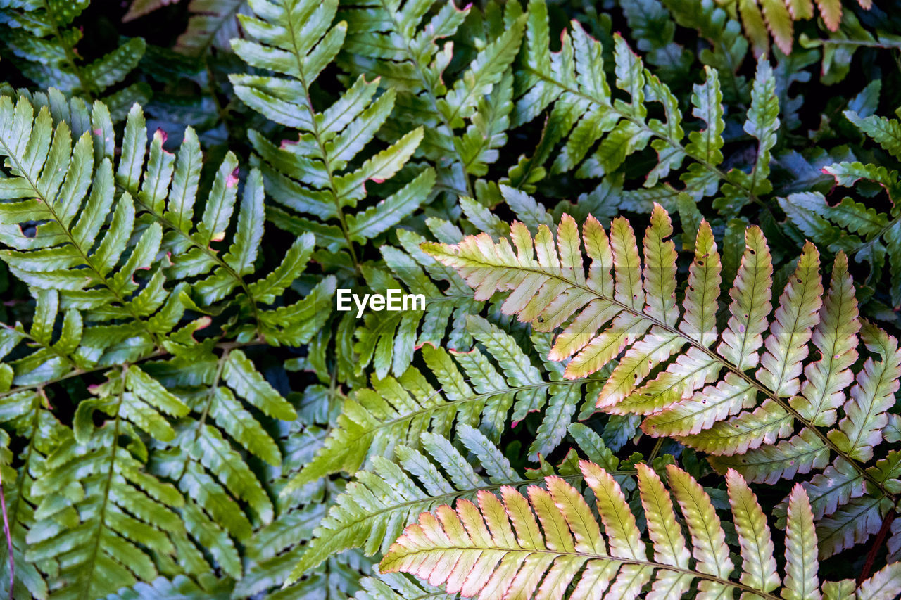 Full frame shot of fern leaves