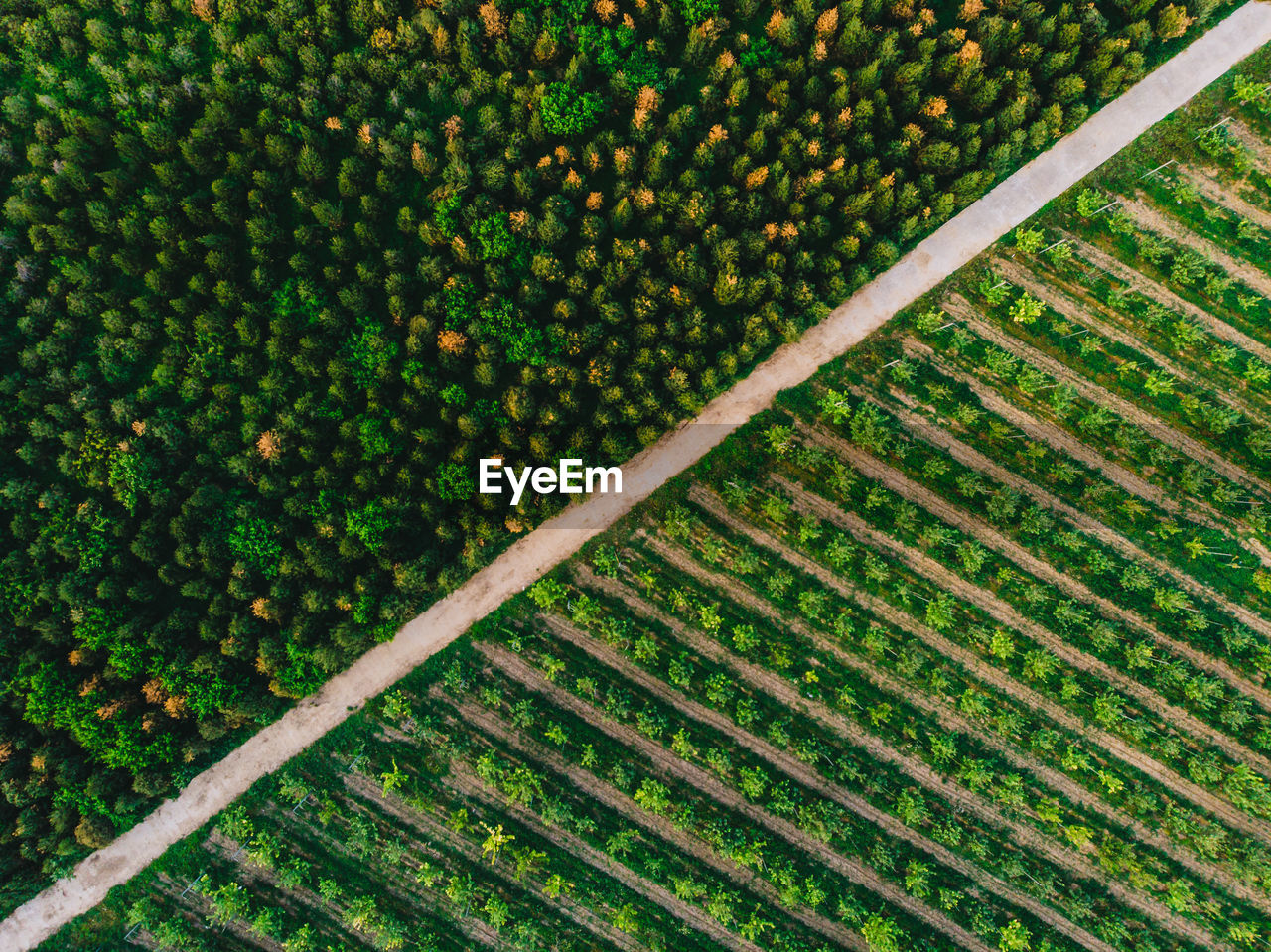 High angle view of agricultural field