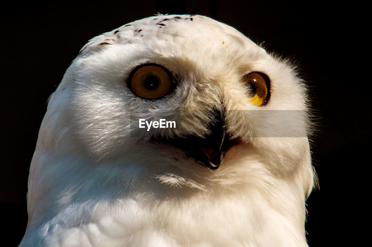 Close-up portrait of white owl against black background