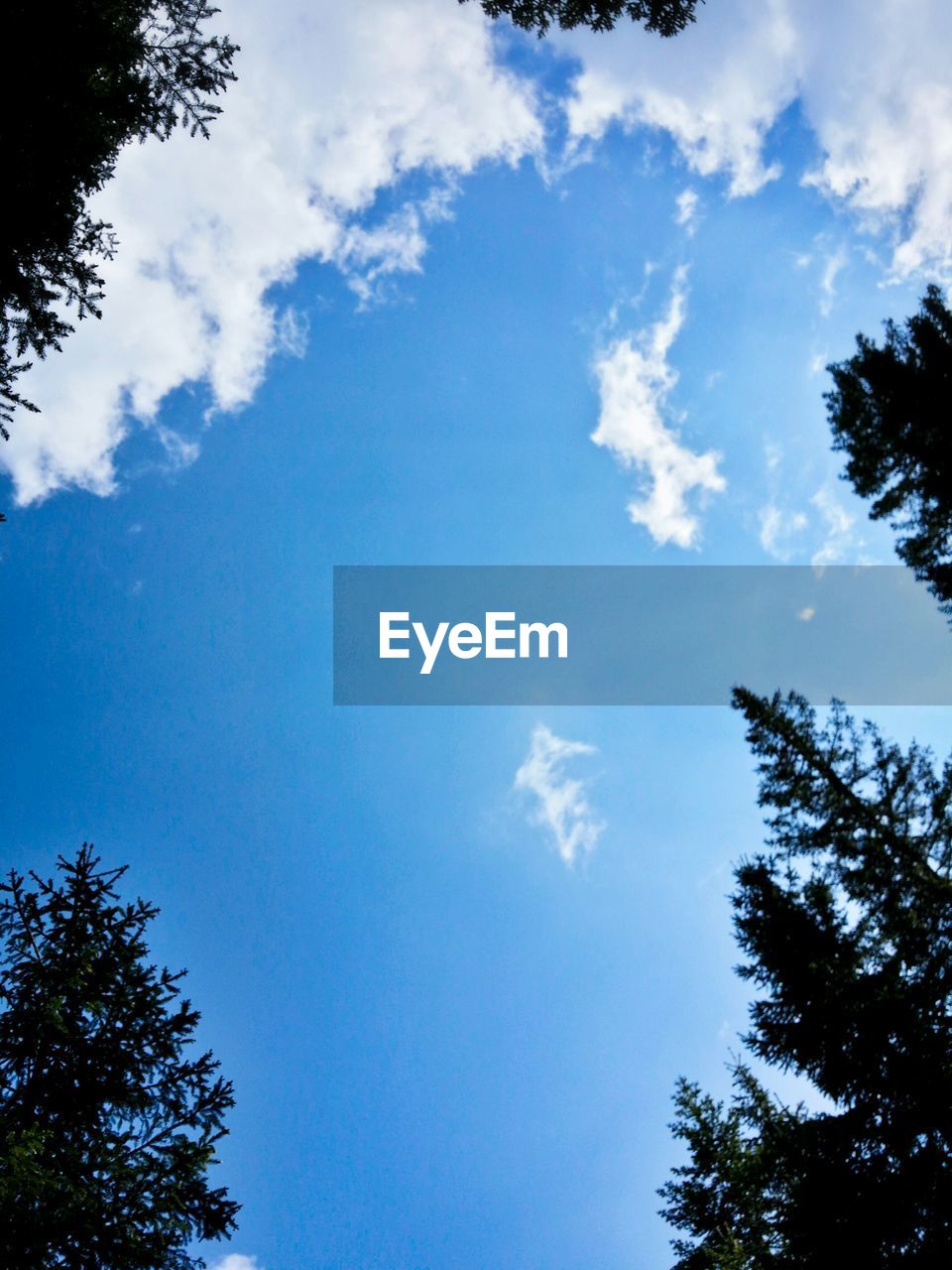 LOW ANGLE VIEW OF TREES AGAINST CLOUDY SKY