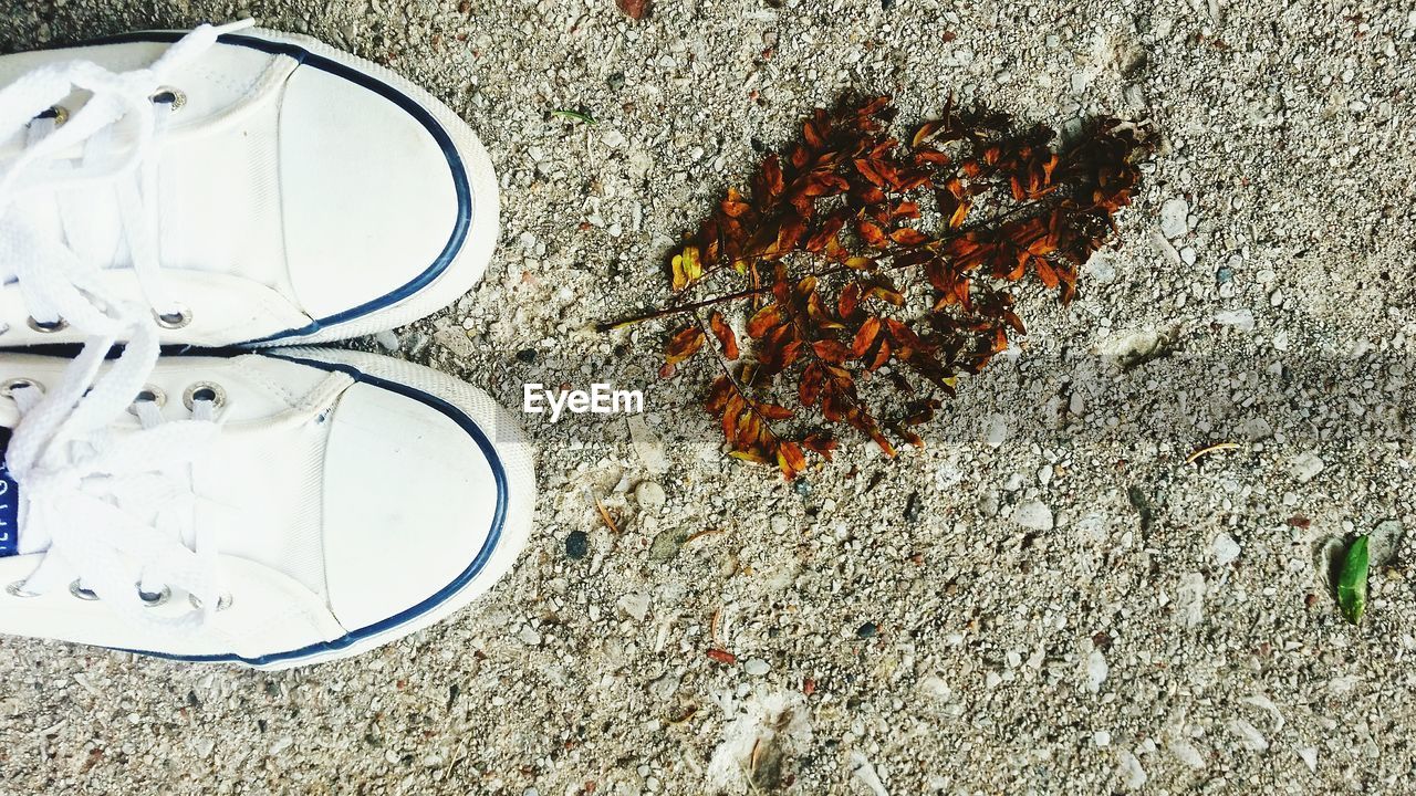 High angle view of shoes by leaves